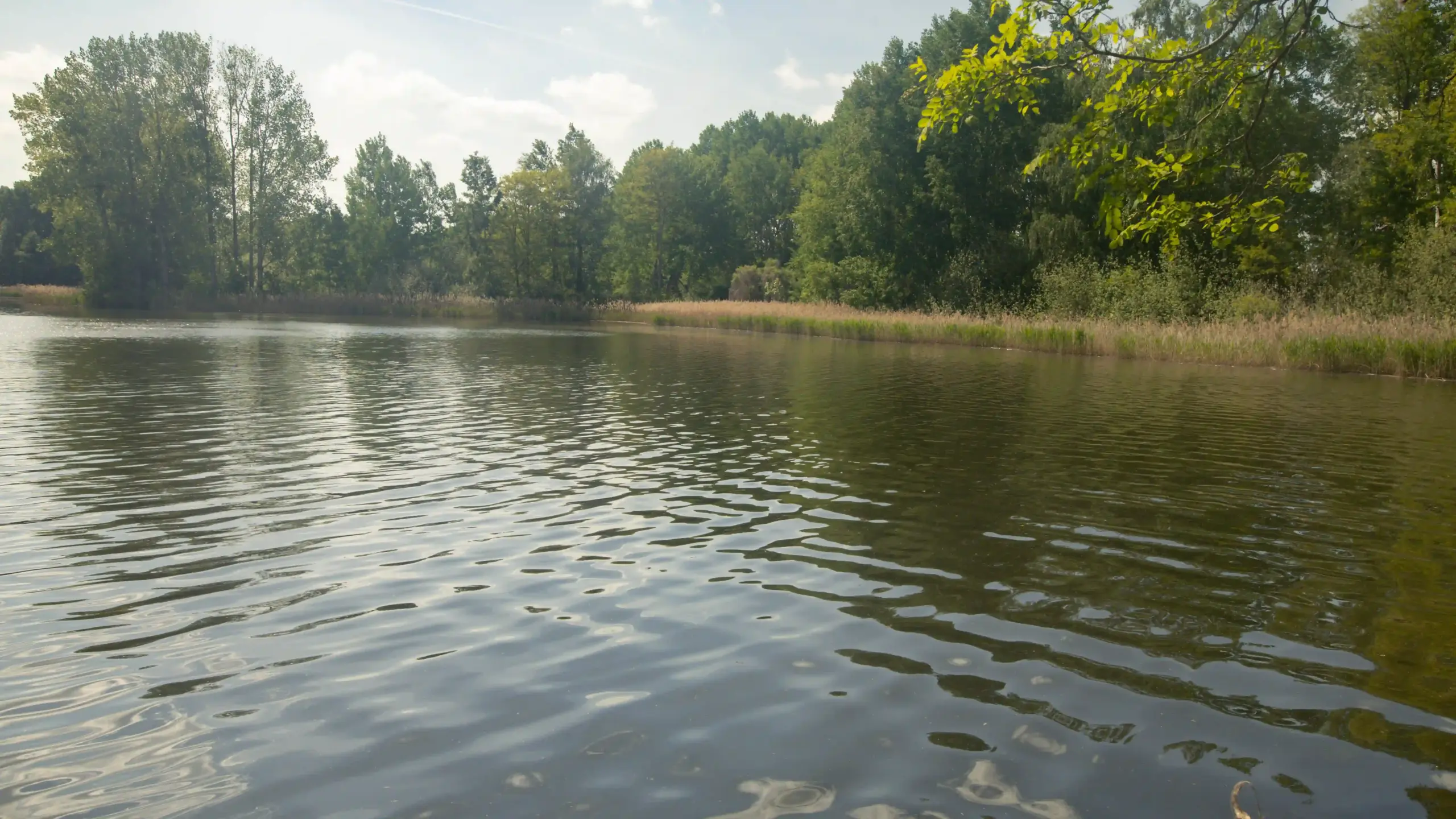 Teich der Fischzucht Kroppen mitten in der Natur: Frischer Fisch in Brandenburg und Sachsen